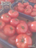 Pomidor czerwony 4b.