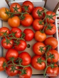 Szukam stałego odbiorcę przez okrągły rok pomidora gałązkę średni z gwarancją do 60 dni. 
