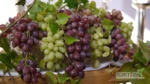 Koncentrat soku z białych i czerwonych winogron 65 brix
