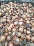 Gospodarstwo rolne oferuję cebulę w żułtej łusce kaliber 4 5+ . Ilość 24 tony luz ,opakowanie do uzgodnienia.Towar dobrej jakości na...
