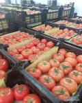 Witam, oferujemy dostawy eksportowe pomidorów czerwonych. Mamy dobrą cenę. Na stałe posiadamy towar dobrej jakości i w dużych...