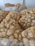 Sprzedam ziemniaki młode odmiana Riwiera kopane pod zamówienie ilości tirowe 