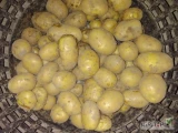 Nakopie  ziemniaki pod zamówienie klijenta odmiana Corina bardzo żółta możliwy transport bus.cena do uzgodnienia