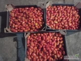 Pomidorek koktajlowy ,podłużny i okrągły od polskiego producenta,karton 5-6 kg lub opakowanie 250 g ,nawiąże współpracę...