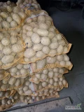 Kupię ziemniaki jadalne żółte ,,SORAYA GALA mogą być inne odmiany” gładki i z jasnej ziemi zapotrzebowanie od 500-do 1400 worków...