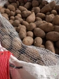 Sprzedam ziemniaki sadzeniaka kaliber  50-70 jadalne odmiana Lili. Więcej informacji udzielę telefonicznie pod numerem 781 293 179 
