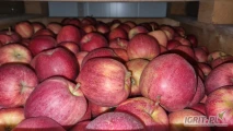Sprzedam Gala brookfield 80 skrzyń z KA. 80% jabłek powyżej 7 cm. Komora otwarta można oglądać.