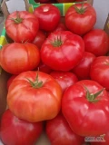 Sprzedam pomidory malinowe 3B, 2B oraz ogórki  ilości paletowe 