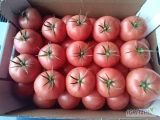 Sprzedam pomidor malinowy Tomimiaru Mucho. 510-921-263