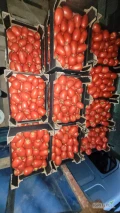 Pomidor dyno, uprawa tunelowa, gruby ładny, możliwość naszykowania w karton lub plastik 15 kg. W rzeczywistość trochę mniej dojrzały...