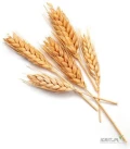 Sprzedam pszenice paszowa,konsumpcyjna,kukurydze z dostawa do portu,dostawa koleja lub auto transportem,kraj pochodzenia Ukraina