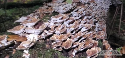 czy ktoś jest zainteresowany skupem grzybów nadrzewnych: Wrośniak różnobarwny (Trametes versicolor); Hubiak pospolity (Fomes...