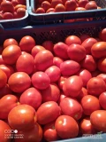 Sprzedam pomidory gruntowe LIMA towar ładny gruby zdrowy opakowania skrzynka 18kg ilości busowe. Tel. 603863942