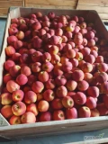 Sprzedam jabłka odmiany Red Jonaprince. Jabłka w bardzo dobrej kondycji (SF, ULO). Zapraszam do kontaktu.