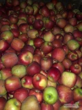 Gospodarstwo Sadownicze Marek Kudach oferuje sprzedaż jabłek deserowych Golden Delicious, Red Prince, Red Chief, Jeronimo, Szampion, w...