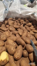 Sprzedam ziemniaki jadalne z chłodni kaliber +50 odmiany żółte 
