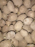 Sprzedam ziemniaki do sadzenia Lili.698648197
