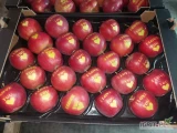 Sprzedam z KA+SF jabłka z napisami I LOVE YOU na odmianach: Red Jonaprince, Rubinstar, Supra. Więcej informacji udzielę telefonicznie