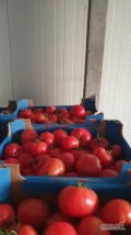 Witam sprzedam pomidora ilości paletowe 24 zł karton