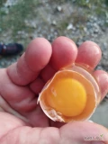 Sprzedam jaja z chowu ściółkowego,  bardzo ładne żółtka,  kura karmiona paszą wyrabianą na miejscu z wysokiej jakości...