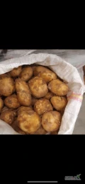 Sprzedam ziemniak młody Rumunia towar na paletach 