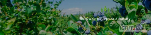 Plantacja Borówki Amerykańskie „Nieszawa” to gospodarstwo rolne o powierzchni 230 ha położone w miejscowościLipa pomiędzy...