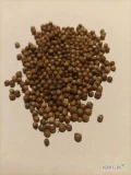 Kolendra siewna nasiona od rolnika sucha oczyszczona pakowana w worki papierowe po 25 kg. Większa ilość. Zbiór 2023kg