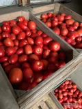 Sprzedam pomidor polny Lima w ilościach 1-3t dziennie ważone po 20kg lub 18kg. 