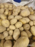 Sprzedam ziemniaki żółte jadalne odmiany Queen Anna 24 tony od 4.5 Bigbag 