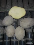 Sprzedam  ziemniaka kal.5+ belmonda, ładny żółty w środku, 15kgx70paleta 100ton 1,30zl