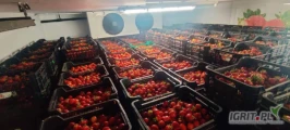 Sprzedam 1,5 tony truskawki odmian deserowych: rumba, twist, verdi. Owoce bezpośrednio od producenta (z chęcią nawiąże dłuższa...