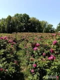 Sprzedam certyfikowane Ekologiczne płatki róży Hansy, z przeznaczeniem spożywczym i kosmetycznym.
