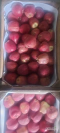 Sprzedam jabłko red chif 10t, chłodnia+ fresh za wagę w skrzyni  lub na gotowo. Zapraszam do współpracy. 