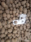 Mam do sprzedania ziemniaki Gala 35-55, 4 tony, 1 rok po klasie A.