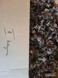 Sprzedam kwiaty jeżówki - 150 kg (80 kg 1 klasy, 70 kg 2 klasy)