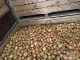 Grupa producentów warzyw sprzeda cebulę dobrej jakości, opakowanie do uzgodnienia. Robimy dokumenty exportowe,eur1,sad.