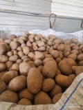 Sprzedam żółty ziemniak Belmonda w worku szytym 15kg lub w bb.
