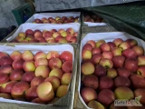 Sprzedam jabłka. 56 klatek po 15 kg.
