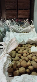 Sprzedam ziemniaki jadalne odmiana Belmondo, Queen Anna kaliber 45+ opakowanie big bag towar z jasnej ziemi po szczotkarce ilości tirowe 