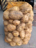Witam sprzedam młodego ziemniaka kopanego na świeżo pod zamówienie zapraszam do kontaktu 733510237