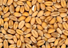KRIR ma uwagi w sprawie proponowanych dopłat do sprzedanych zbóż
