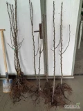 Sprzedam drzewka gruszy konferencji klasa 1, pigwa S1, pozostałość po sadzeniu ok.170szt.