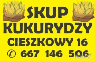 Kupie tirowe ilości kukurydzy w cenie 400 zł Cieszkowy 16 28-506 Czarnocin 667 146 506
