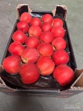 Sprzedam jabłka odmiany Galaval 75+ w dowolnym opakowaniu. Ilosc ok 7 ton.
