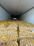 Sprzedam 1500 kg ziemniaków jadalnych 5+ Mazur. Worek szyty 10 kg.