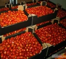 Sprzedam pomidory daktylowe polskie. Pakowane w kartony po 6 kg