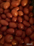 Sprzedam pomidory typu lima odmiana Dyno, sortowane na dwa kalibry, opakowanie skrzynka 18kg. 