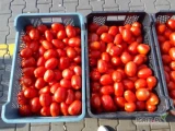 Sprzedam pomidora gruntowego Dyno. Ładny, gruby, cena 2zł. Mozliwa dostawa. Tel. 665011665