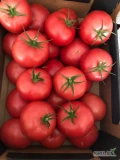 Pomidory malinowe Hakumaru i Fujimaru 2b, 3b.
