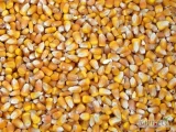 Kupie kukurydze suchą, odbiór z Gospodarstwa w Całej Polsce